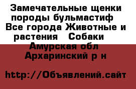 Замечательные щенки породы бульмастиф - Все города Животные и растения » Собаки   . Амурская обл.,Архаринский р-н